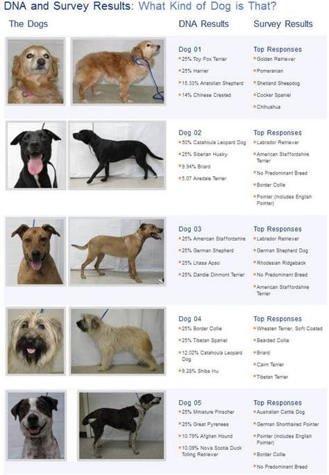 mixed dog breed generator