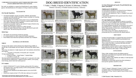Mixed Dog Breed Test