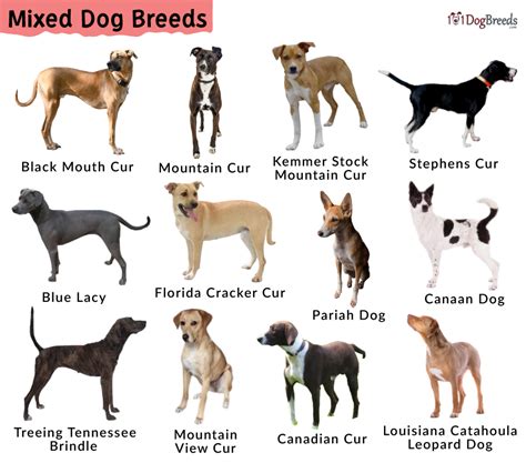 Mixed Dog Breeds Chart