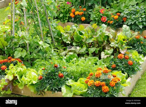 Mixed Garden Beds