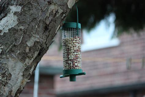 Mixed Nuts Bird Feeder
