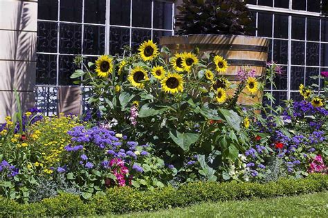 Mixed Sunflower Garden