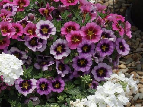 Mixmaster Jazzberry Jam