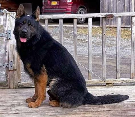 mk haus ddr german shepherds