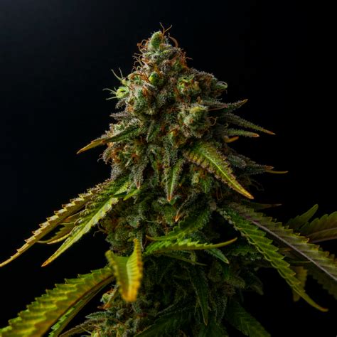 mk ultra cannabis strain