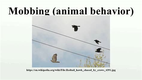 mobbing or group behavior animals