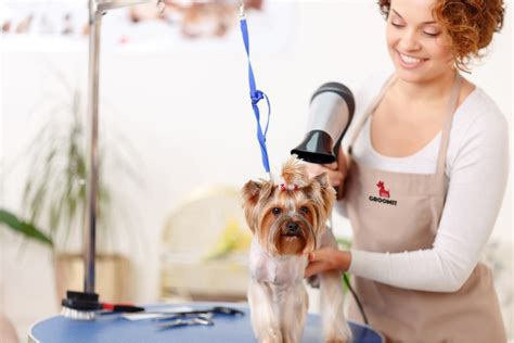 Mobile Grooming Cost