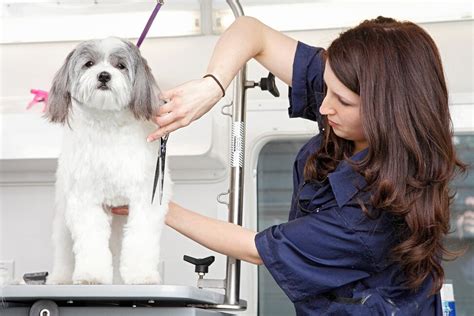 Convenient Mobile Pet Grooming Services At Your Door!