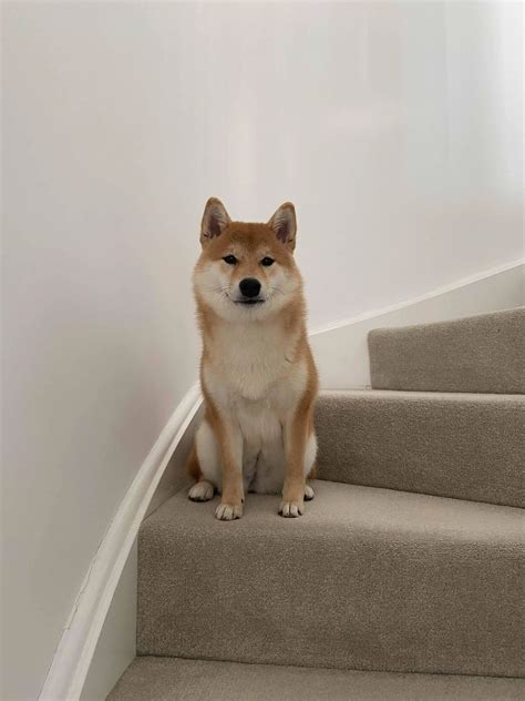 Mochi Inu Dog