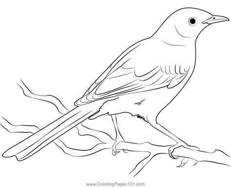 Mocking Bird Coloring Page