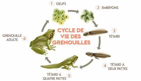 Cycle de vie d'une grenouille : étapes et images avec schéma