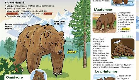 L'ours brun: mode de vie et progéniture - QUATRE PATTES en France