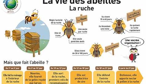 Le cycle de vie des abeilles dans la ruche - Zapiculture