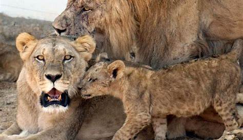 Le retour des grands mâles - 24 heures dans la vie des lions - Télé-Loisirs