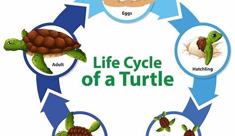 Le cycle de vie de la tortue - version complète by La classe de Mme