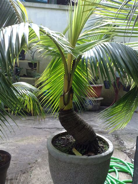 Jual bonsai kelapa di lapak Tani makmur jingga_candrakirana