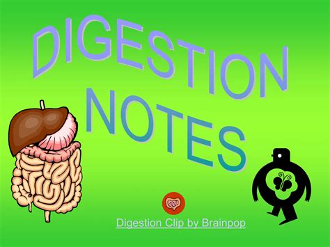 model of digestive system for class 4 notes