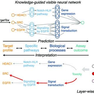 Modeling Compound Translate