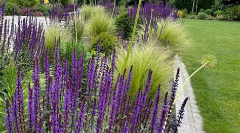 Moderne Vaste Planten