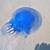 modra meduza z baltyku