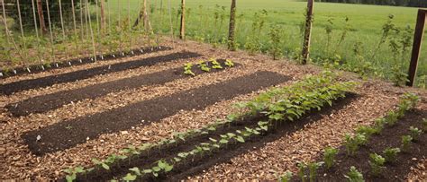 Moestuin Houtsnippers