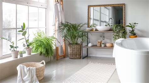 5 Houseplants For Bathroom & How To Choose Them