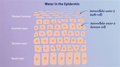 Moisturizer How It Works