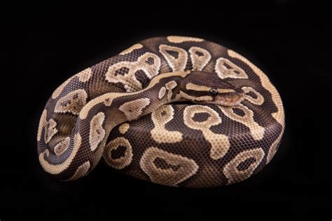 Mojave Ball Python Price