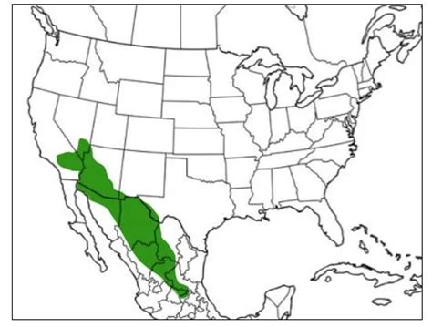mojave green rattlesnake range map
