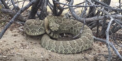 mojave green snake bite pictures