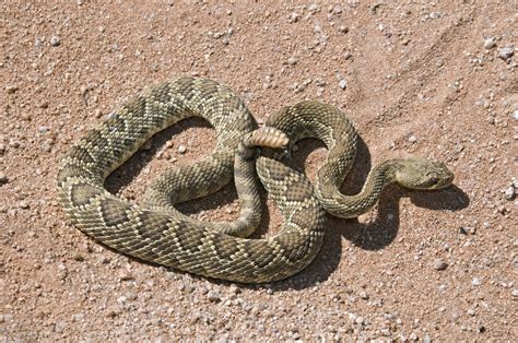 mojave green snake pictures