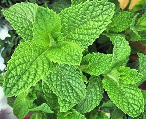MOJITO MINT * 1000 SEEDS * RARE * HERB * MEDICINAL * AROMA * for sale
