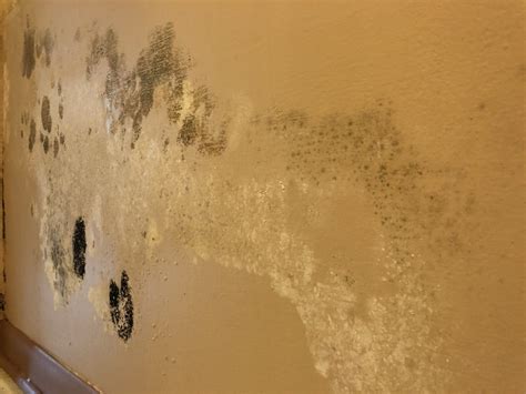 Mold Growing Under Sheetrock Drywall Stock Photo Image of hurricane