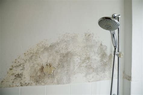 Black Mold In The Shower? Here’s How To Remove It! Mold Help For You