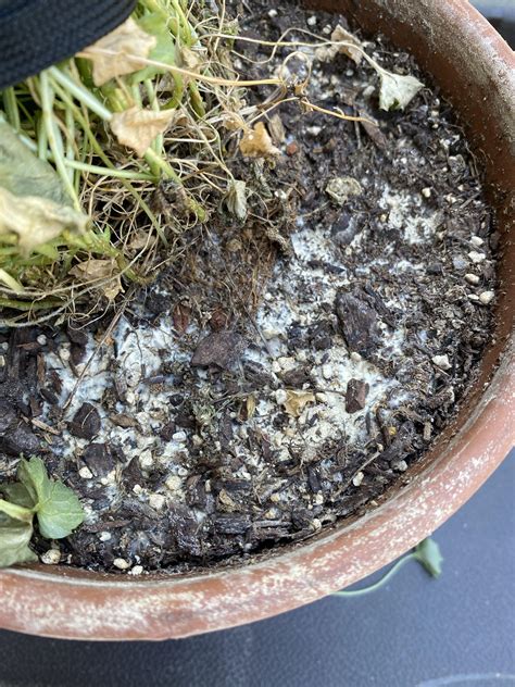 White mold on top soil, how do I get rid of it? plantclinic
