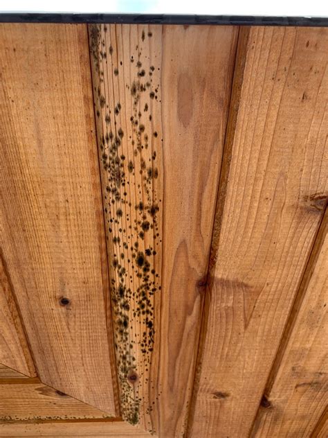 mold and mildew on cedar siding