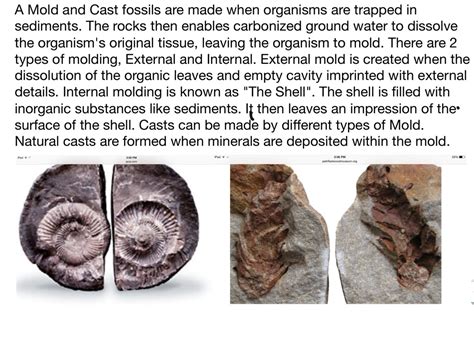 Mold Cast Trace Fossil