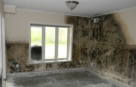 Mold damage house interior