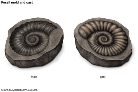 Mold Fossil Vs Cast Fossil