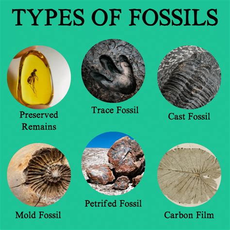 Mold Fossils In A Sentence