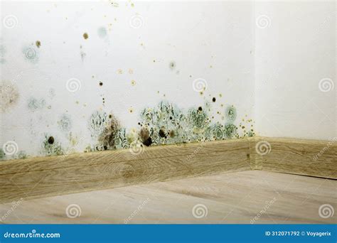 Mold growing on wall