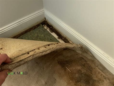 home.furnitureanddecorny.com:mold on carpet
