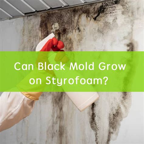 Mold On Styrofoam