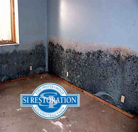 mold removal baltimore md