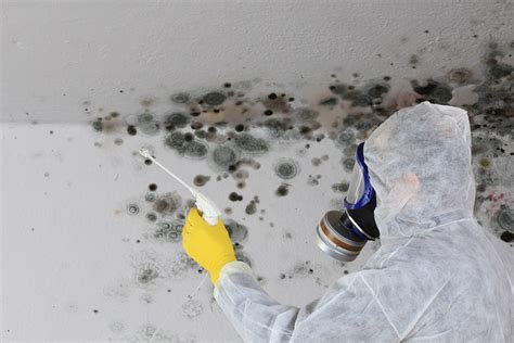Expert Mold Removal Boston Services to Ensure a Safe and Healthy Home