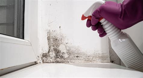mold removal specialists near me free quote