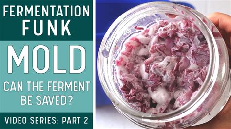 Mold When Fermenting
