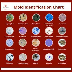 Moldcheck Printable Mold Chart