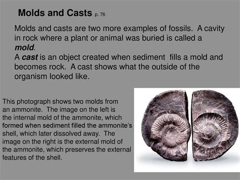 Molds And Casts Examples