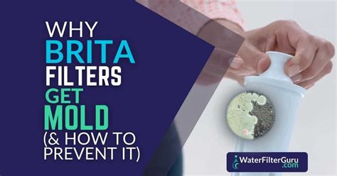 Moldy Water Filter